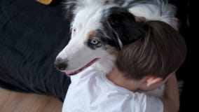 4k. Happy little boy kissing, embracing Australian shepherd merle dog