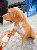 dog royalty free stock photography dog royalty free stock photography