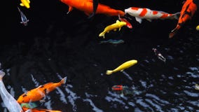 4k que cautiva pescados hermosos especiales del koi de los colores en agua dulce clara almacen de metraje de vídeo 4k que cautiva pescados hermosos especiales del koi de los colores en agua dulce clara almacen de metraje de vídeo