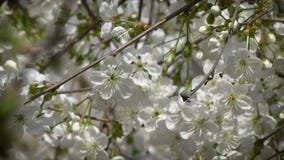 K?rsb?rsr?tt tr?d f?r blomning K?rsb?rsr?tt tr?d f?r blomning