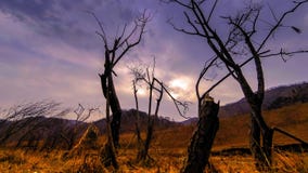 Time lapse of death tree and dry yellow grass at mountian landscape with clouds and sun rays. Horizontal slider movement