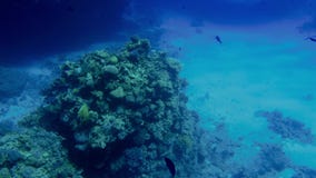 4k μήκος σε πόδηα της όμορφης ccolorful κοραλλιογενούς υφάλου στη Ερυθρά Θάλασσα Καταπληκτική υποβρύχια ζωή απόθεμα βίντεο 4k μήκος σε πόδηα της όμορφης ccolorful κοραλλιογενούς υφάλου στη Ερυθρά Θάλασσα Καταπληκτική υποβρύχια ζωή απόθεμα βίντεο