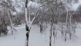 4K ο κηφήνας πετά από κάτω από το έδαφος μέχρι την κορυφή δέντρων απόθεμα βίντεο 4K ο κηφήνας πετά από κάτω από το έδαφος μέχρι την κορυφή δέντρων απόθεμα βίντεο