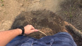 4K τοπ άποψη του ασιατικού ελέφαντα ενώ οι τουρίστες ομαδοποιούν το γύρο μέσω του δάσους απόθεμα βίντεο 4K τοπ άποψη του ασιατικού ελέφαντα ενώ οι τουρίστες ομαδοποιούν το γύρο μέσω του δάσους απόθεμα βίντεο