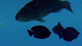 4k υποβρύχιο μήκος σε πόδηα των όμορφων ψαριών που κολυμπούν στη θάλασσα Καταπληκτικό seascape και ocan ζωή φιλμ μικρού μήκους 4k υποβρύχιο μήκος σε πόδηα των όμορφων ψαριών που κολυμπούν στη θάλασσα Καταπληκτικό seascape και ocan ζωή φιλμ μικρού μήκους