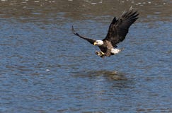 Kaal Eagle Catching een Vis royalty-vrije stock afbeeldingen Kaal Eagle Catching een Vis royalty-vrije stock afbeeldingen