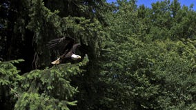 Kaal Eagle, haliaeetusleucocephalus die, Volwassene tijdens de vlucht, van Tak opstijgen, stock video Kaal Eagle, haliaeetusleucocephalus die, Volwassene tijdens de vlucht, van Tak opstijgen, stock video