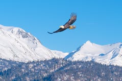Kaal Eagle, Snow-Capped Bergen, Alaska Royalty-vrije Stock Foto Kaal Eagle, Snow-Capped Bergen, Alaska Royalty-vrije Stock Foto