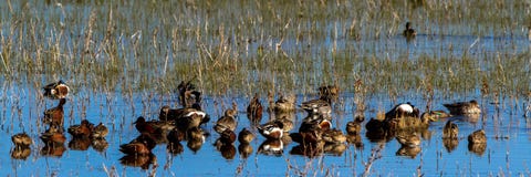 Kaczki wszystkie rodzaje przy odpoczynkiem w bagnie przy Bosque Del Apache Obywatel rezerwatem dzikiej przyrody w Nowym - Mexico obraz stock Kaczki wszystkie rodzaje przy odpoczynkiem w bagnie przy Bosque Del Apache Obywatel rezerwatem dzikiej przyrody w Nowym - Mexico obraz stock
