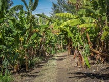 Kaffekoloni i Tanzania africa nära kilimanjaro arkivbild Kaffekoloni i Tanzania africa nära kilimanjaro arkivbild