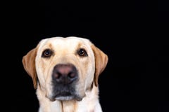 Kaganiec Labrador retriever na czarnym tle fotografia royalty free Kaganiec Labrador retriever na czarnym tle fotografia royalty free
