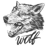 Kaganiec wilk, przyrody ręka rysujący wektorowy ilustracyjny realistyczny nakreślenie Zdjęcia Stock Kaganiec wilk, przyrody ręka rysujący wektorowy ilustracyjny realistyczny nakreślenie Zdjęcia Stock