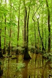 Kahle Zypressen Congaree im Nationalpark stockfotografie Kahle Zypressen Congaree im Nationalpark stockfotografie