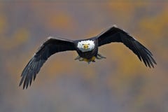 Kahler Adler im Flug mit Fischen lizenzfreie stockfotos Kahler Adler im Flug mit Fischen lizenzfreie stockfotos