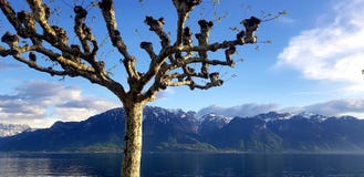Kahler Baum durch den See von Genf in Vevey, die Schweiz stockfoto Kahler Baum durch den See von Genf in Vevey, die Schweiz stockfoto