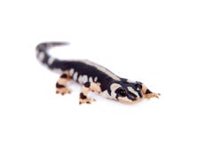 kaiser-s-spotted-newt-isolated-white-neurergus-kaiseri-background-45499118.jpg