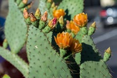 Kaktuns blommar att blomma Royaltyfria Foton Kaktuns blommar att blomma Royaltyfria Foton