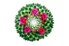 Kaktus Mammillaria affinis Lizenzfreies Stockbild Kaktus Mammillaria affinis Lizenzfreies Stockbild