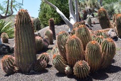  Kaktus, łaciński: Ferocactus pilosus, Meksyk Zdjęcie Royalty Free