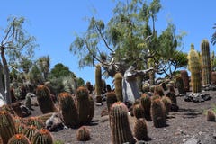  Kaktus, łaciński: Ferocactus pilosus, Meksyk Zdjęcie Stock