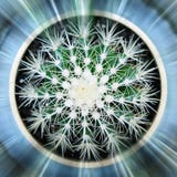 Kaktusfeige lokalisiert auf wei?em Hintergrund lizenzfreie stockbilder Kaktusfeige lokalisiert auf wei?em Hintergrund lizenzfreie stockbilder