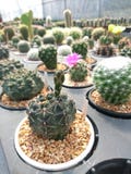 KaktusGymnocalycium i krukan royaltyfri foto KaktusGymnocalycium i krukan royaltyfri foto