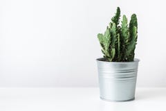 Kaktuspflanze in einem Metalltopfabschluß oben Moderne Raumdekoration Kaktuszimmerpflanze stockbild Kaktuspflanze in einem Metalltopfabschluß oben Moderne Raumdekoration Kaktuszimmerpflanze stockbild