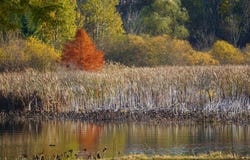 Kalamazoo flodflodarm i höst arkivbild Kalamazoo flodflodarm i höst arkivbild