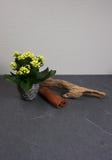 Kalanchoe rośliny salowa mini dekoracja z driftwood i cynamonem przy popielatym drewnianym tłem z kopii przestrzenią dla twój swó obraz stock Kalanchoe rośliny salowa mini dekoracja z driftwood i cynamonem przy popielatym drewnianym tłem z kopii przestrzenią dla twój swó obraz stock