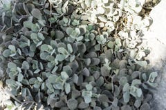 Kalanchoe tomentosa close up design background structure royalty free stock photos Kalanchoe tomentosa close up design background structure royalty free stock photos