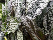 Kale cavalo nero cabbage on display at the local market royalty free stock images Kale cavalo nero cabbage on display at the local market royalty free stock images