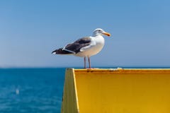 Kalifornijski seagull siedzi na metal strukturze obrazy royalty free Kalifornijski seagull siedzi na metal strukturze obrazy royalty free