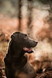 kall bygd labrador för choklad arkivbilder kall bygd labrador för choklad arkivbilder