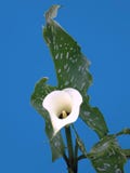 Kallas flower on a blue background royalty free stock image Kallas flower on a blue background royalty free stock image