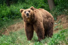 Kamchatka brown niedźwiedzia Ursus arctos beringianus zdjęcie stock Kamchatka brown niedźwiedzia Ursus arctos beringianus zdjęcie stock