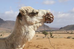 Kameelportret in de Sahara, Marokko Afrika royalty-vrije stock afbeeldingen Kameelportret in de Sahara, Marokko Afrika royalty-vrije stock afbeeldingen