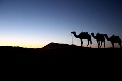 Kameelsilhouetten in de woestijn stock afbeeldingen Kameelsilhouetten in de woestijn stock afbeeldingen