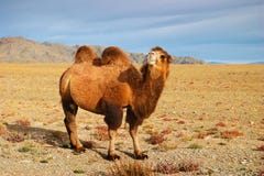 Kamel