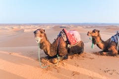 Kamele mit Sattel auf der Rückseite, die auf einer Sanddüne in der Sahara-Wüste, Merzouga, Marokko liegt stockbild Kamele mit Sattel auf der Rückseite, die auf einer Sanddüne in der Sahara-Wüste, Merzouga, Marokko liegt stockbild