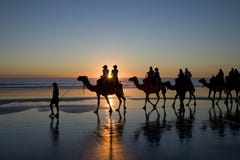 Kamelen op het Strand, Broome, Westelijk Australië stock afbeeldingen Kamelen op het Strand, Broome, Westelijk Australië stock afbeeldingen