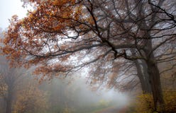 Kamillenblume nach rainfairy Waldnebel-Naturbaum lizenzfreie stockfotografie Kamillenblume nach rainfairy Waldnebel-Naturbaum lizenzfreie stockfotografie