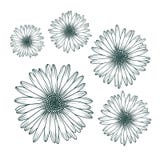 Kamomilltusenskönaslut upp bästa sikt Isolerad botanisk beståndsdel för blom- design vektor illustrationer Kamomilltusenskönaslut upp bästa sikt Isolerad botanisk beståndsdel för blom- design vektor illustrationer
