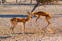 Kampf von zwei jungen Antilopen in einem Safari-Park auf Sir Bani Yas Island, Abu Dhabi, UAE stockfotos Kampf von zwei jungen Antilopen in einem Safari-Park auf Sir Bani Yas Island, Abu Dhabi, UAE stockfotos