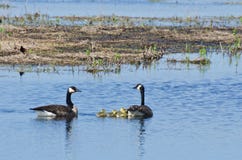 Kanada-Gänse, die mit ihren Gänschen schwimmen stockbilder Kanada-Gänse, die mit ihren Gänschen schwimmen stockbilder