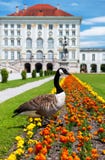 Kanada gås framme av det Nymphenburg slottet royaltyfri bild Kanada gås framme av det Nymphenburg slottet royaltyfri bild
