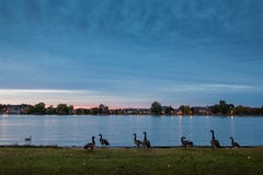 Kanadische Gänse in Montreal lizenzfreie stockfotos Kanadische Gänse in Montreal lizenzfreie stockfotos
