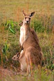 Kangaroo Stock Photos