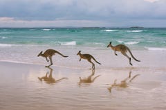 Kangaroo family on the beach Royalty Free Stock Images Kangaroo family on the beach Royalty Free Stock Images