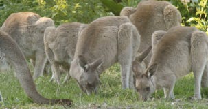 Kangoeroewallaby Buidel Dierlijk Etend Australië stock video Kangoeroewallaby Buidel Dierlijk Etend Australië stock video