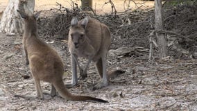Kangourou de mère et de bébé mangeant et recherchant en parc du cap le Grand National banque de vidéos Kangourou de mère et de bébé mangeant et recherchant en parc du cap le Grand National banque de vidéos
